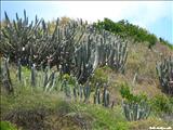 Escondida Beach of Vieques - VIEQUES